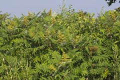 Smooth Sumac, Rhus glabra