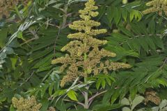 Smooth Sumac, Rhus glabra