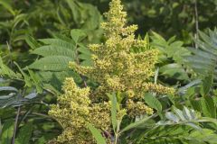 Smooth Sumac, Rhus glabra