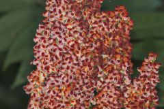 Smooth Sumac, Rhus glabra