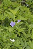 Smooth Wild Petunia, Ruellia Strepens