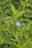 Smooth Wild Petunia, Ruellia Strepens