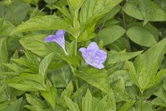 Smooth Wild Petunia