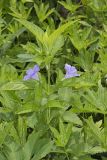 Smooth Wild Petunia, Ruellia Strepens