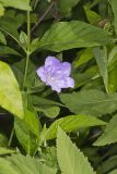 Smooth Wild Petunia, Ruellia Strepens