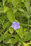 Smooth Wild Petunia, Ruellia Strepens