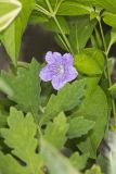 Smooth Wild Petunia, Ruellia Strepens
