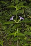 Smooth Wild Petunia, Ruellia Strepens