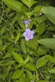 Smooth Wild Petunia, Ruellia Strepens
