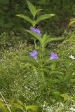 Smooth Wild Petunia, Ruellia Strepens