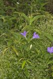 Smooth Wild Petunia, Ruellia Strepens