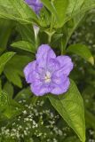 Smooth Wild Petunia, Ruellia Strepens