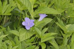 Smooth Wild Petunia, Ruellia Strepens