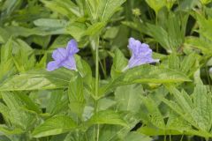 Smooth Wild Petunia, Ruellia Strepens