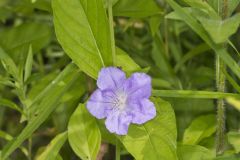 Smooth Wild Petunia, Ruellia Strepens