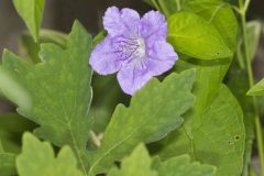 Smooth Wild Petunia, Ruellia Strepens