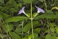 Smooth Wild Petunia, Ruellia Strepens