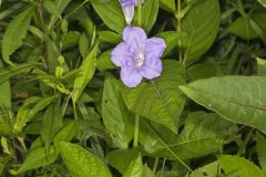 Smooth Wild Petunia, Ruellia Strepens