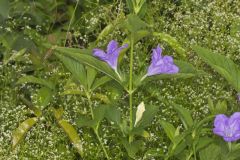 Smooth Wild Petunia, Ruellia Strepens