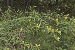 Smooth Yellow False Foxglove