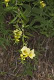 Smooth Yellow False Foxglove, Aureolaria flava