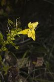 Smooth Yellow False Foxglove, Aureolaria flava