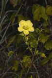 Smooth Yellow False Foxglove, Aureolaria flava