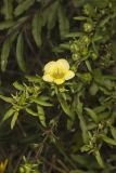 Smooth Yellow False Foxglove, Aureolaria flava