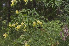 Smooth Yellow False Foxglove, Aureolaria flava Smooth Yellow False Foxglove, Aureolaria flava