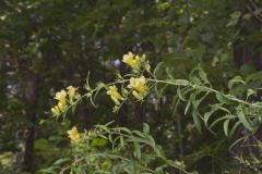 Smooth Yellow False Foxglove, Aureolaria flava Smooth Yellow False Foxglove, Aureolaria flava