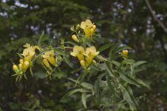 Smooth Yellow False Foxglove, Aureolaria flava Smooth Yellow False Foxglove, Aureolaria flava