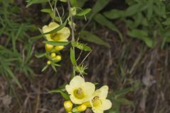 Smooth Yellow False Foxglove, Aureolaria flava Smooth Yellow False Foxglove, Aureolaria flava