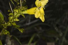 Smooth Yellow False Foxglove, Aureolaria flava Smooth Yellow False Foxglove, Aureolaria flava