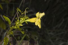 Smooth Yellow False Foxglove, Aureolaria flava Smooth Yellow False Foxglove, Aureolaria flava