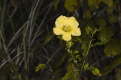 Smooth Yellow False Foxglove, Aureolaria flava Smooth Yellow False Foxglove, Aureolaria flava