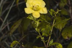 Smooth Yellow False Foxglove, Aureolaria flava Smooth Yellow False Foxglove, Aureolaria flava