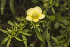 Smooth Yellow False Foxglove, Aureolaria flava Smooth Yellow False Foxglove, Aureolaria flava