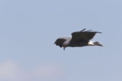 Snail Kite, Rostrhamus sociabilis