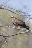 Snail Kite, Rostrhamus sociabilis