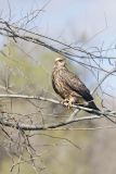 Snail Kite, Rostrhamus sociabilis
