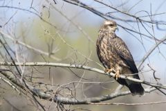 Snail Kite, Rostrhamus sociabilis