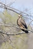 Snail Kite, Rostrhamus sociabilis