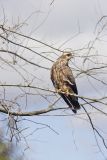 Snail Kite, Rostrhamus sociabilis