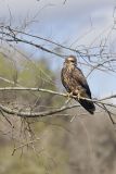 Snail Kite, Rostrhamus sociabilis