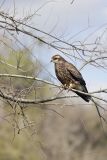 Snail Kite, Rostrhamus sociabilis