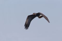 Snail Kite, Rostrhamus sociabilis