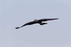 Snail Kite, Rostrhamus sociabilis