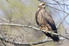 Snail Kite, Rostrhamus sociabilis