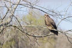 Snail Kite, Rostrhamus sociabilis