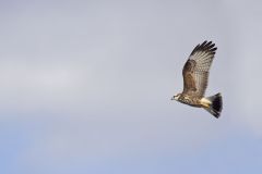 Snail Kite, Rostrhamus sociabilis
